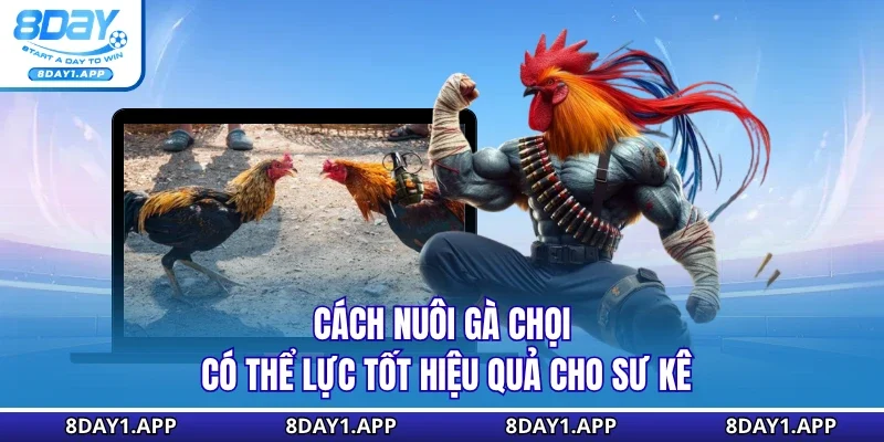 Cách nuôi gà chọi có thể lực tốt