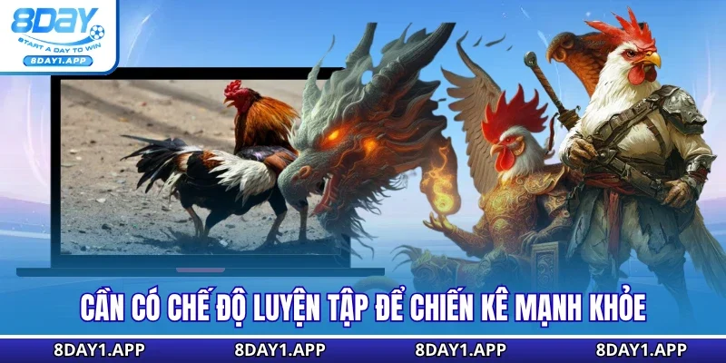Cần có chế độ luyện tập để chiến kê mạnh khỏe