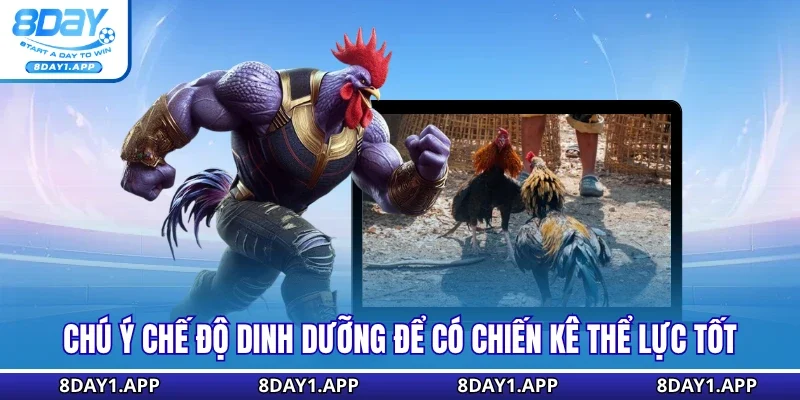 Chú ý chế độ dinh dưỡng để có chiến kê thể lực tốt
