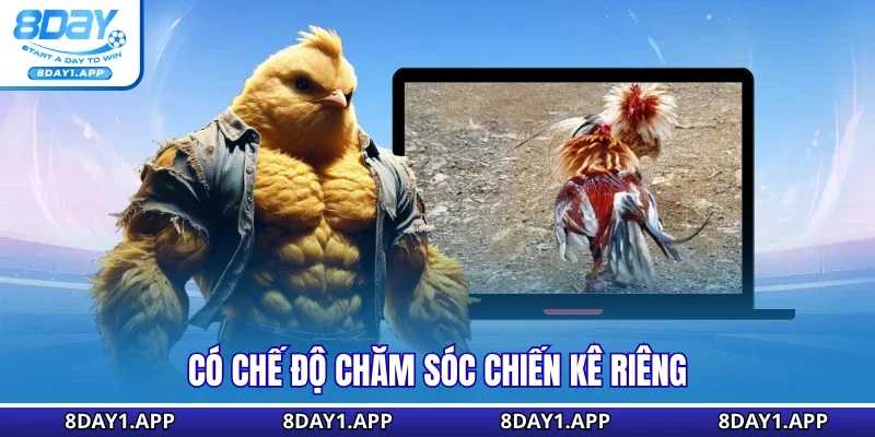 Có chế độ chăm sóc chiến kê riêng