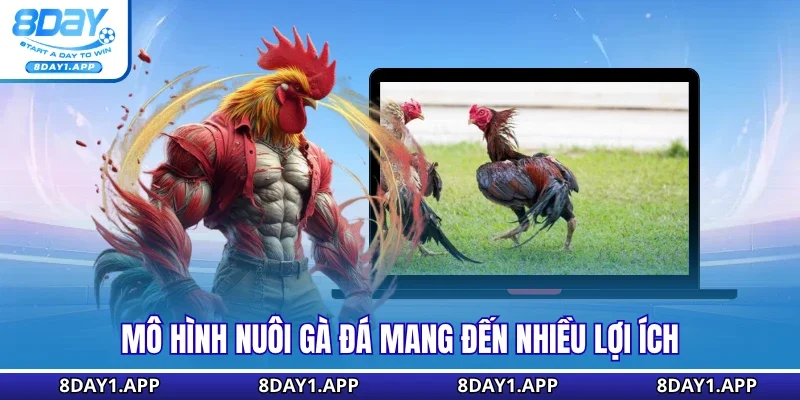 Mô hình nuôi gà đá mang đến nhiều lợi ích