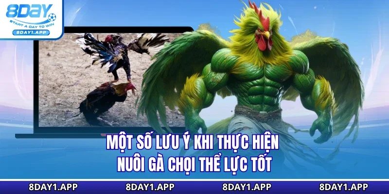 Một số lưu ý khi thực hiện nuôi gà chọi thể lực tốt